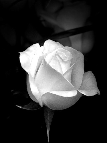 роза - черно- белая роза - оригинал