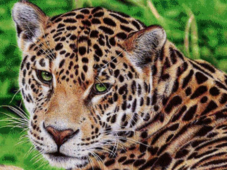 леопард - тигр, кошка, хищники, лев, леопард, кот, ягуар - предпросмотр
