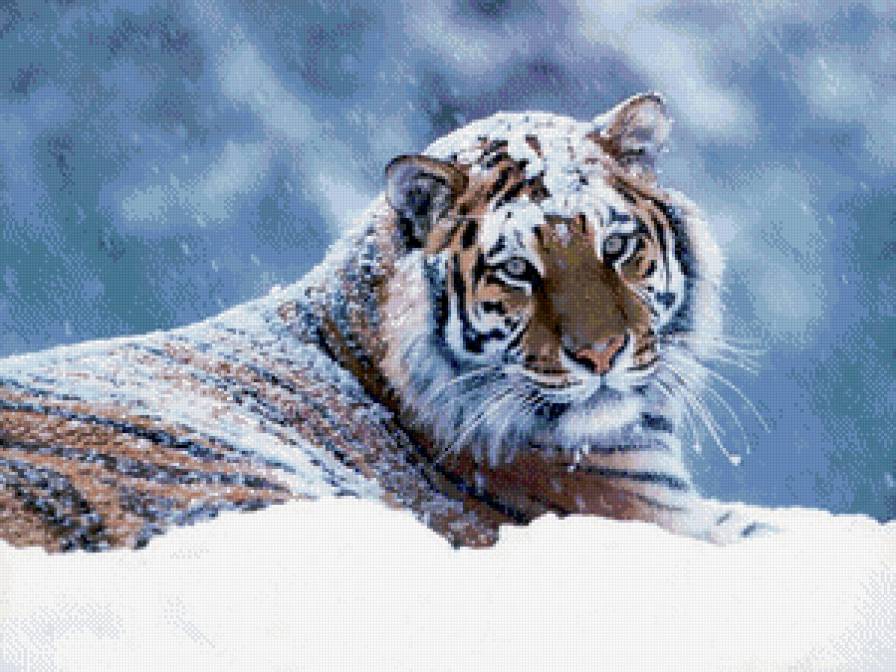 тигр зима - снег, тигры, зима, тигр - предпросмотр