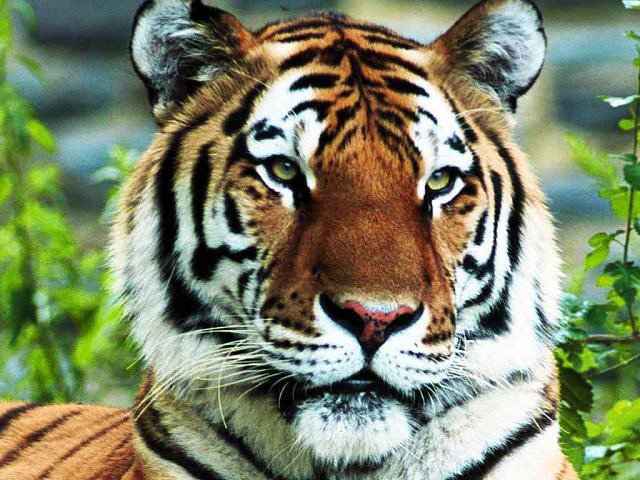 тигр лето - тигр, скала, дикие кошки, хищники, природа - оригинал