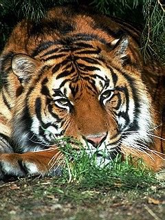 тигр - дикие кошки, скала, тигр, хищники, природа - оригинал