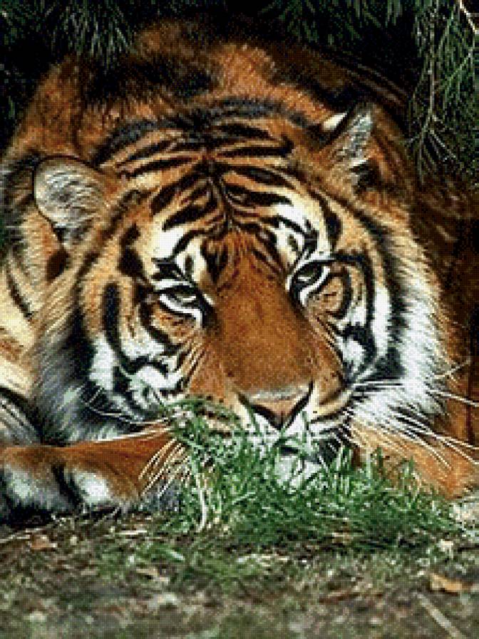 тигр - природа, скала, дикие кошки, тигр, хищники - предпросмотр