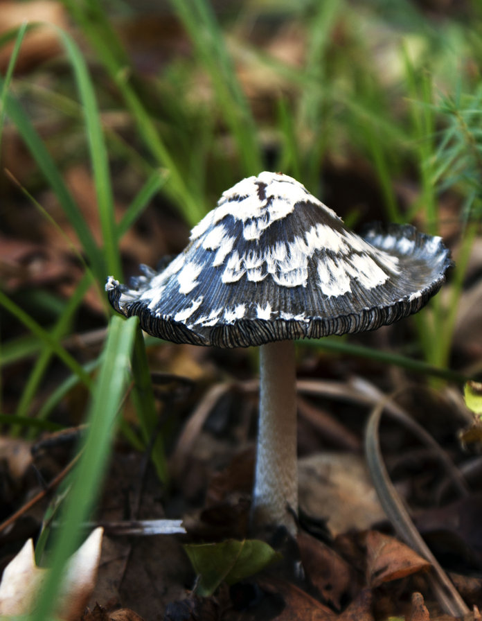 грибная осень - грибы, лес - оригинал