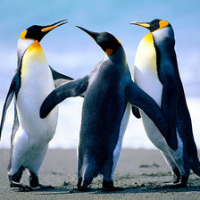 пингвины на отдыхе