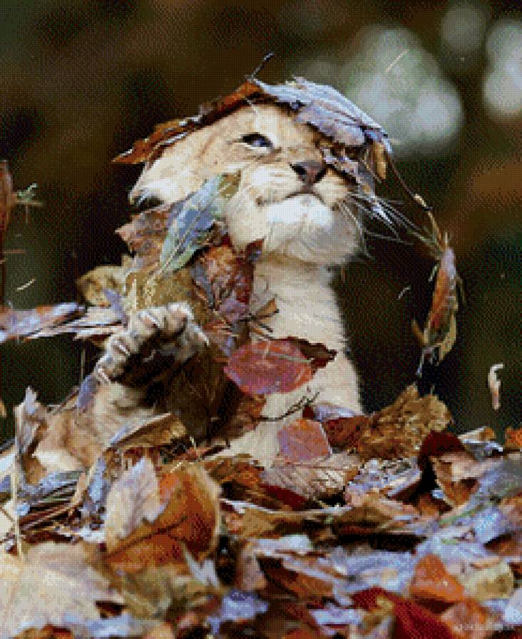 Львёнок - львенок, листья, лев, зверь, осень - предпросмотр