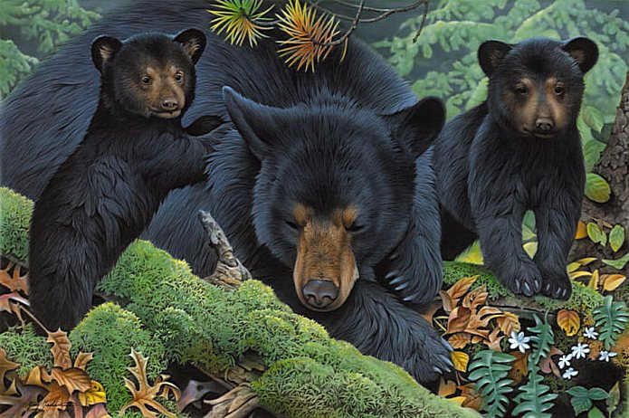 Медведица - животные, медведи, медвежата - оригинал