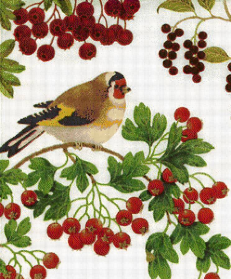 Птичка с ягодками - птицы, ягодки, смородина, птичка, ягоды, вишенки - предпросмотр