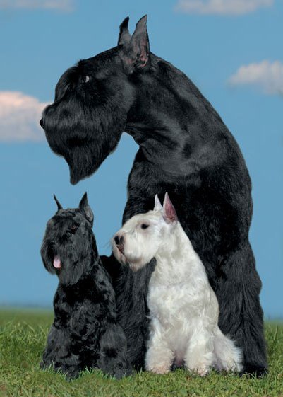 ризершнауцеры - щенки, порода, семья, собаки, трио, трое, собака - оригинал