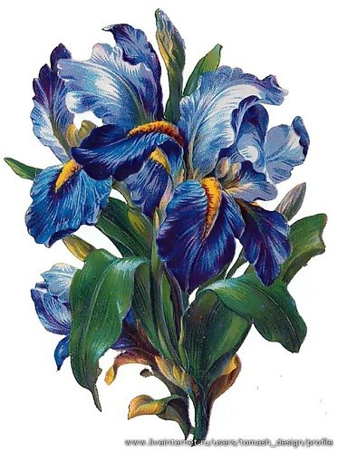 синие ирисы - ирисы, цветы - оригинал