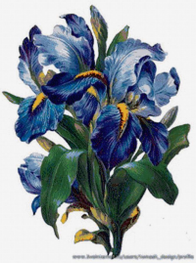 синие ирисы - цветы, ирисы - предпросмотр