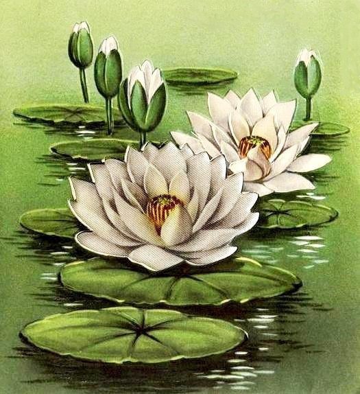 белые цветы - лилия, водяная лилия, кувшинка, лотос, белые цветы - оригинал