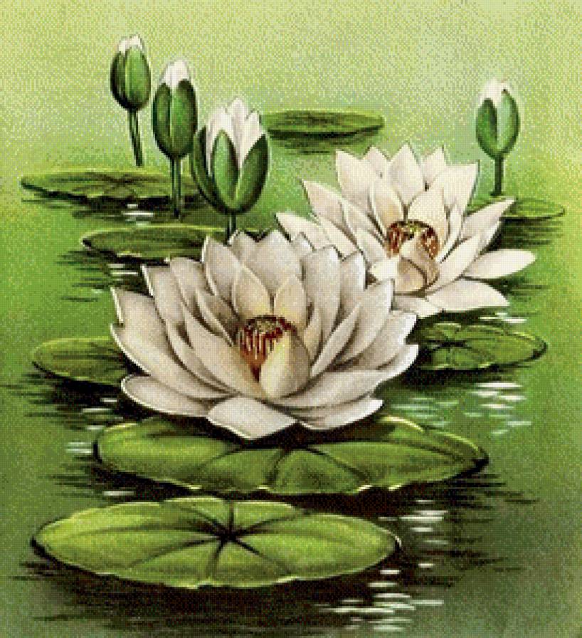 белые цветы - лилия, лотос, водяная лилия, белые цветы, кувшинка - предпросмотр