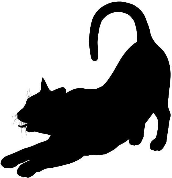 Кот черно-белый - белый, кот, черно - оригинал