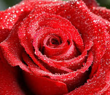красная роз