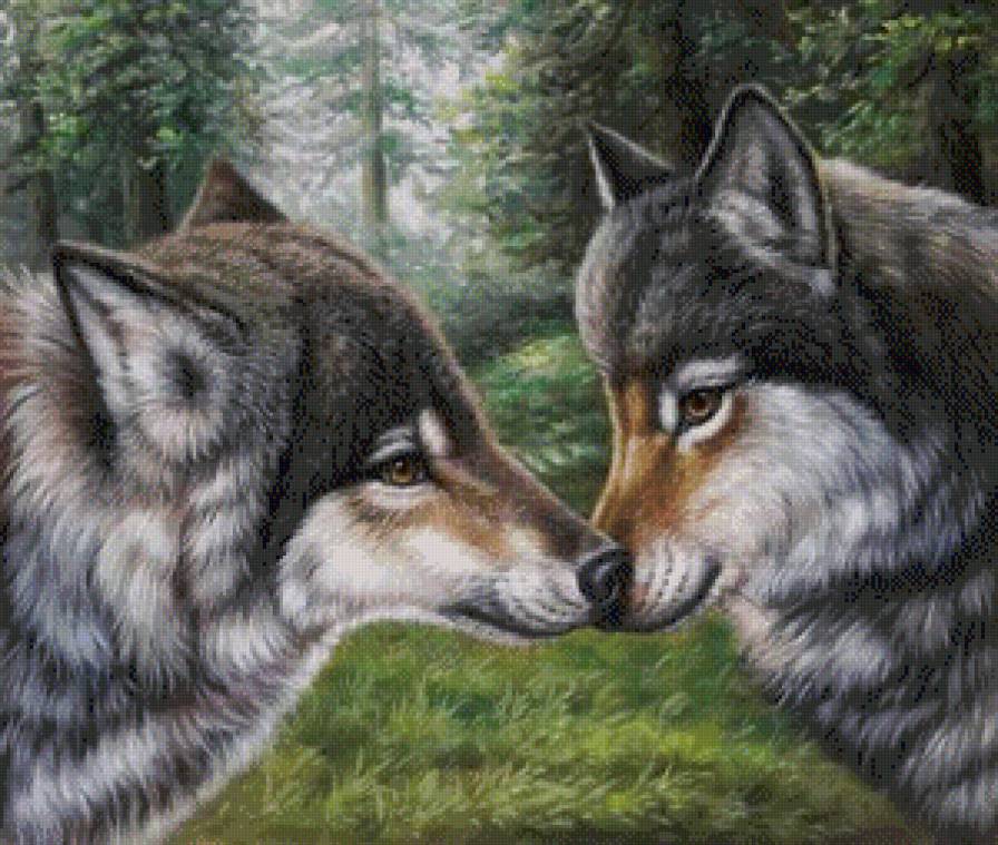 влюбленные волки - волки, лес - предпросмотр