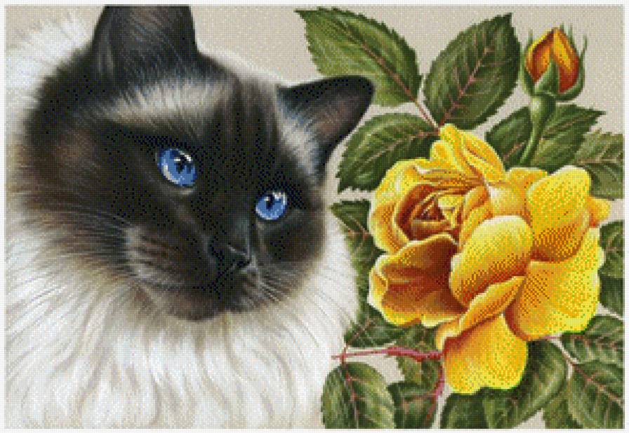 котик и желтая роза - розы, котик, кот, кошка - предпросмотр