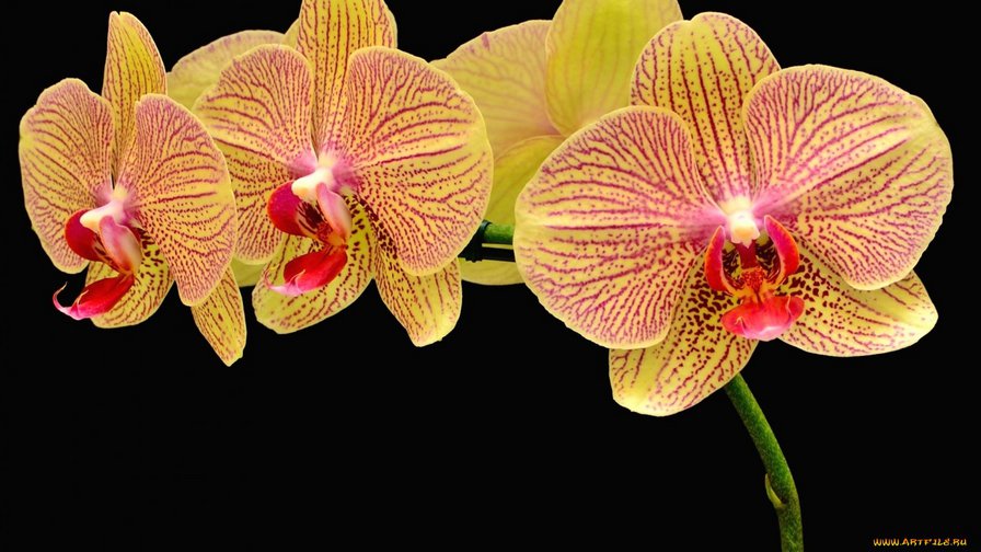 28 - цветы, орхидеи - оригинал