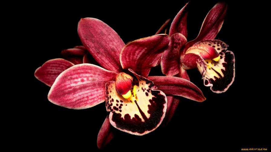 30 - цветы, орхидеи - оригинал