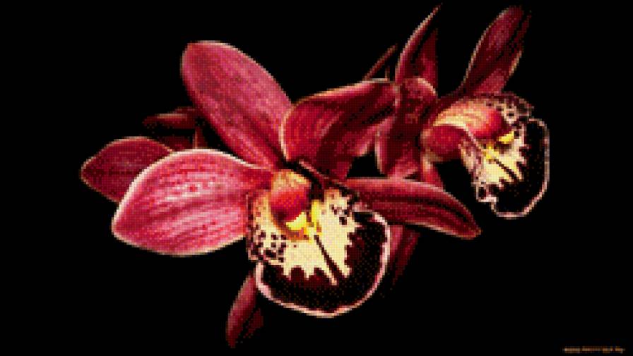 30 - орхидеи, цветы - предпросмотр