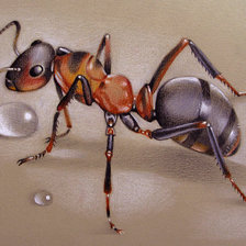 Оригинал схемы вышивки «муравей» (№586423)