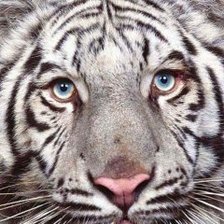 морда белого тигра