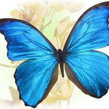 Оригинал схемы вышивки «бабочка» (№587955)