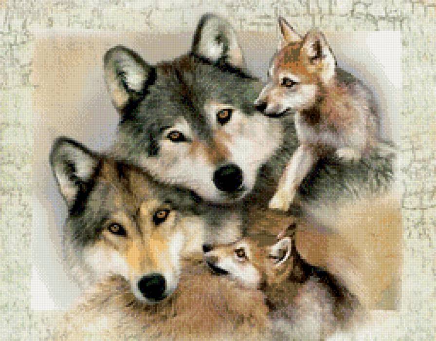 семья волков - волки - предпросмотр