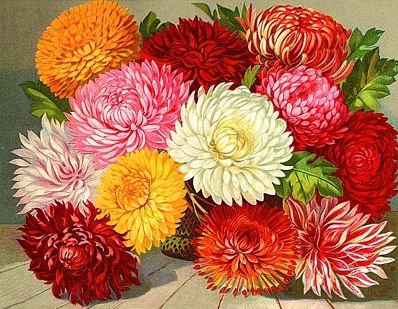 роскошный букет - ретро, хризантемы, красные цветы, белые цветы, винтаж, астры, букет - оригинал