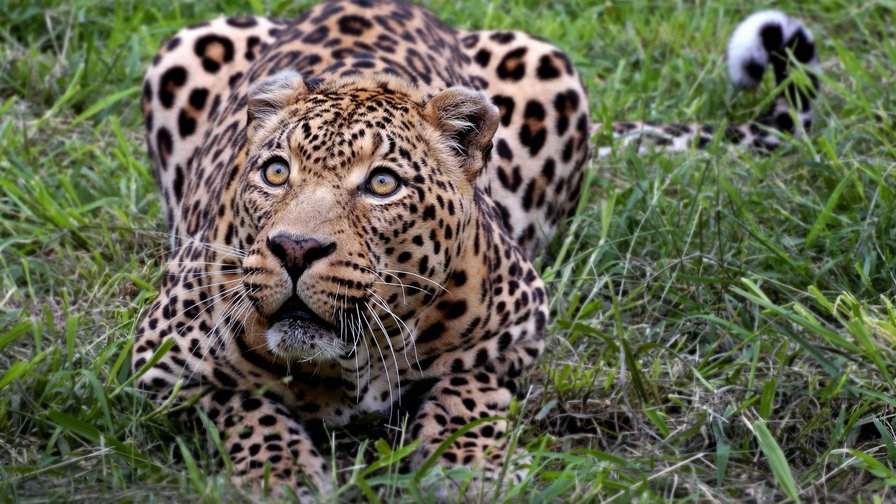 леопард6 - леопард, животные - оригинал