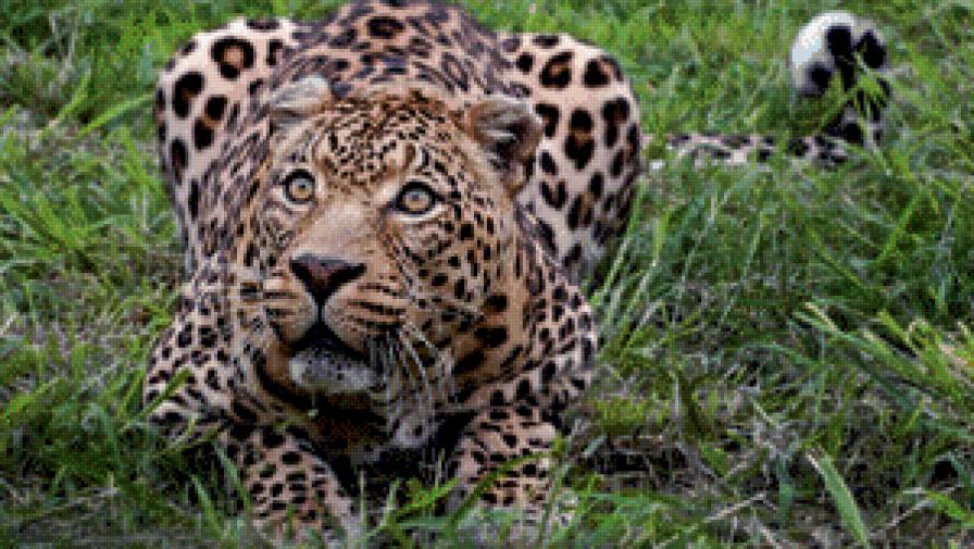 леопард6 - животные, леопард - предпросмотр