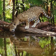 леопард на водопое