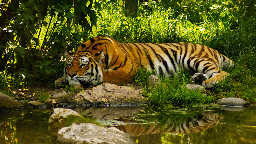 тигр отдыхает - животные, тигр - оригинал