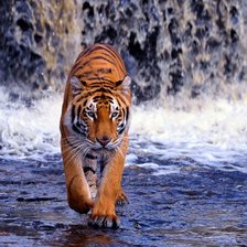 Схема вышивки «тигр у водопада»