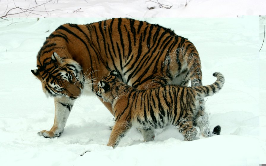 тигрица с тигренком - животные, тигр - оригинал