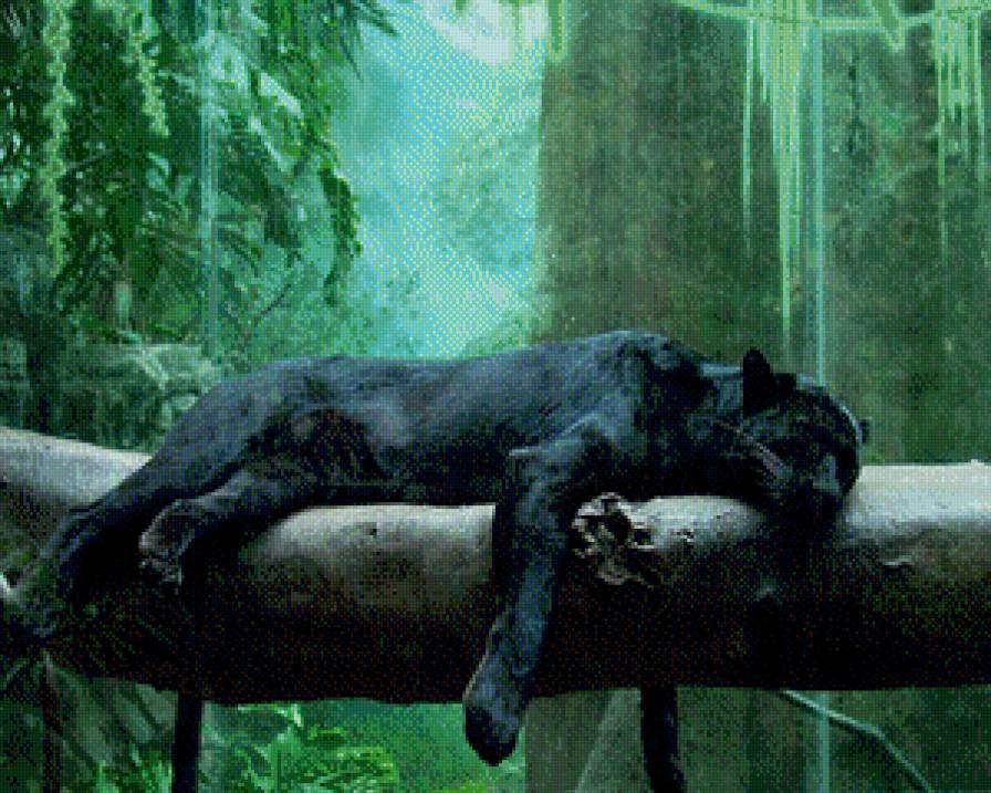 пантера спит - пантера, животные, кошка - предпросмотр