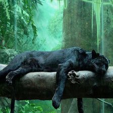 Схема вышивки «пантера спит»