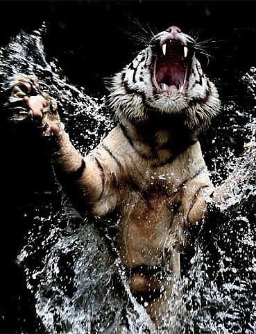 Тигр - тигры, животные - оригинал