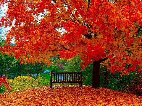 осень - природа, пейзаж, парк, осень - оригинал