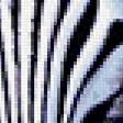 Предпросмотр схемы вышивки «Зебры» (№589833)