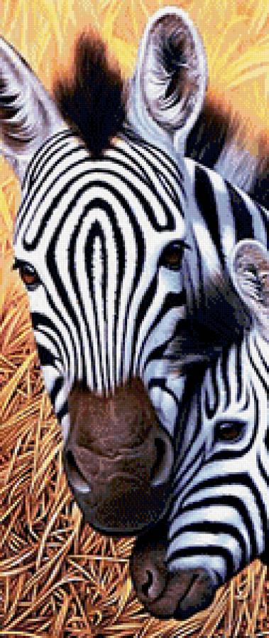 Зебры - зебры, животные - предпросмотр