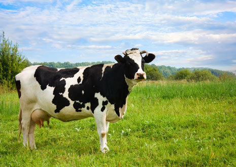 Корова на лугу - поле, корова, луг - оригинал