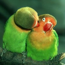 Схема вышивки «влюблённые попугайчики»