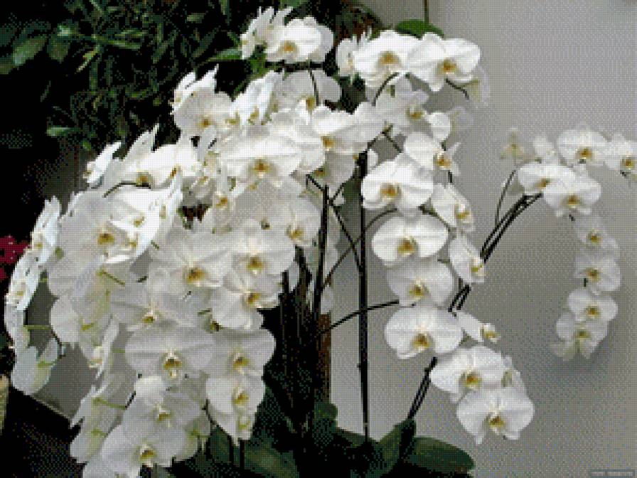 орхидеи - цветы.орхидеи - предпросмотр