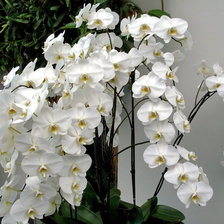Оригинал схемы вышивки «орхидеи» (№590109)