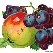 Оригинал схемы вышивки «яблоко и виноград» (№590115)