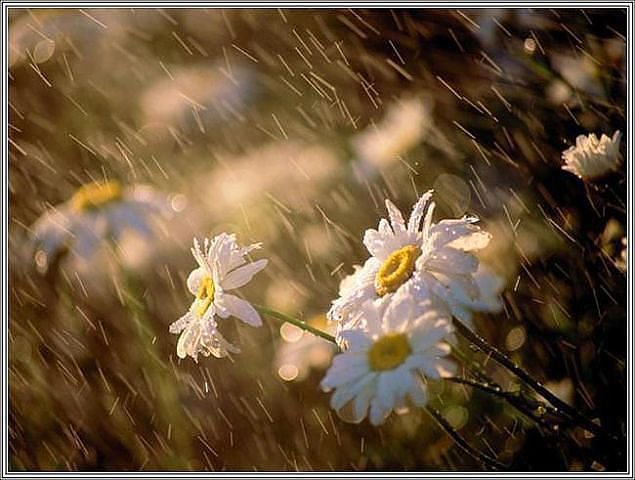 ромашки под дождём - ромашки, природа, букет, картина, дождь, полевые цветы, цветы - оригинал