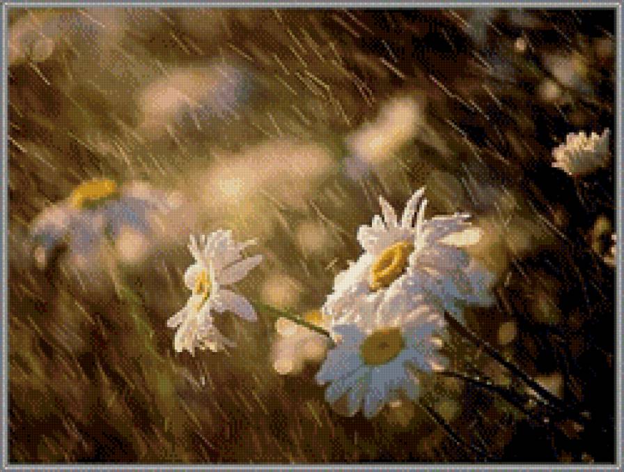 ромашки под дождём - цветы, дождь, ромашки, букет, природа, картина, полевые цветы - предпросмотр