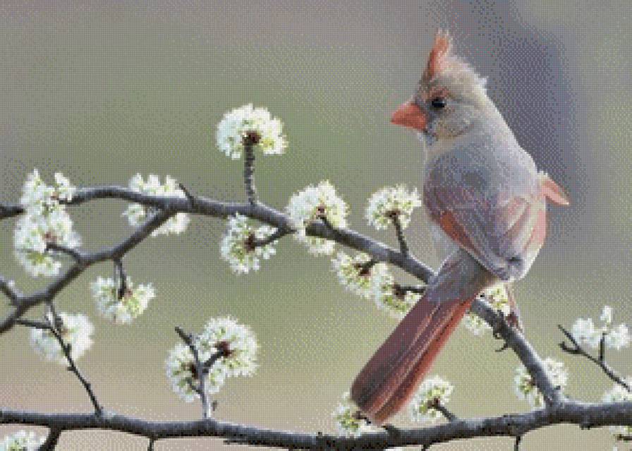 птица на весеннем дереве - весна, цвет, птица, сакура - предпросмотр