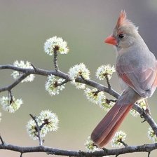 Схема вышивки «птица на весеннем дереве»