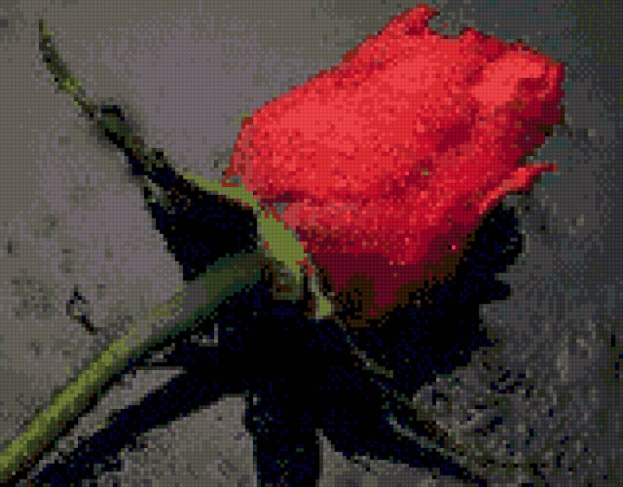 роза на асфальте - цветы, роза, роза на асфальте - предпросмотр